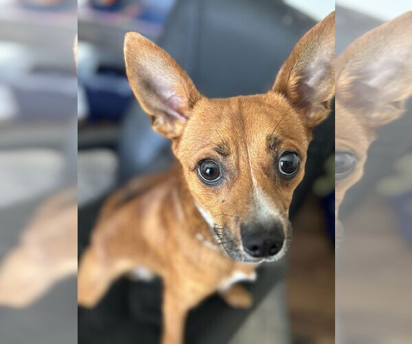 Medium Photo #2 Chihuahua-Unknown Mix Puppy For Sale in oakland, FL, USA