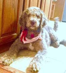 Labradoodle Puppy for sale in CAYCE, SC, USA