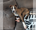 Small #12 Retriever  Mix