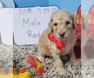 Poodle (Standard) Puppy for sale in DURANT, OK, USA