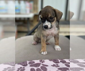 Medium Mutt