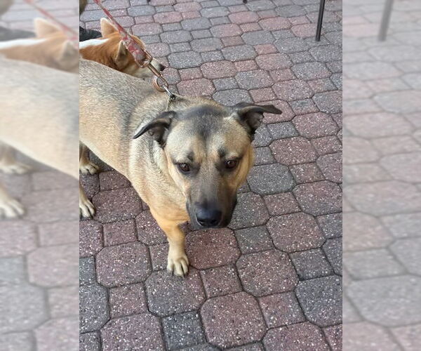 Medium Photo #2 Bassugg Puppy For Sale in Petaluma, CA, USA