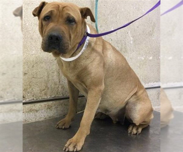 Medium Photo #1 Chinese Shar-Pei Puppy For Sale in Riverside, CA, USA