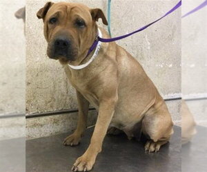 Chinese Shar-Pei Dogs for adoption in Riverside, CA, USA
