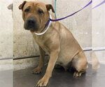 PUDDIN - Female Chinese Shar-Pei Dog for Adoption - Small photo