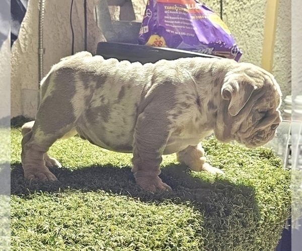 Medium Photo #4 English Bulldog Puppy For Sale in LA JOLLA, CA, USA