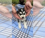 Small #5 Siberian Husky