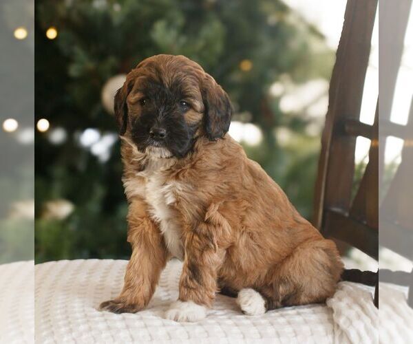 Medium Photo #1 Bernedoodle (Miniature) Puppy For Sale in NEW HOLLAND, PA, USA