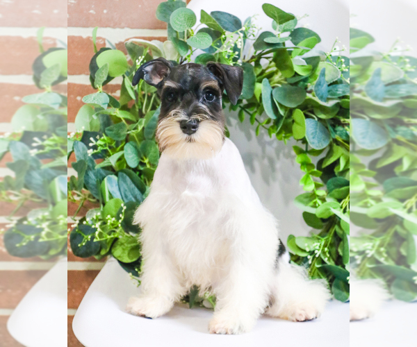 Medium Photo #4 Schnauzer (Miniature) Puppy For Sale in SYRACUSE, IN, USA