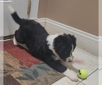 Puppy Natasha Border Collie