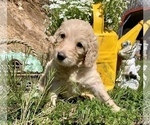 Small Photo #7 Golden Retriever-Goldendoodle Mix Puppy For Sale in LEICESTER, NC, USA