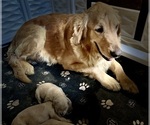 Small #10 Golden Retriever