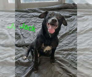 Mutt Dogs for adoption in Rockaway, NJ, USA