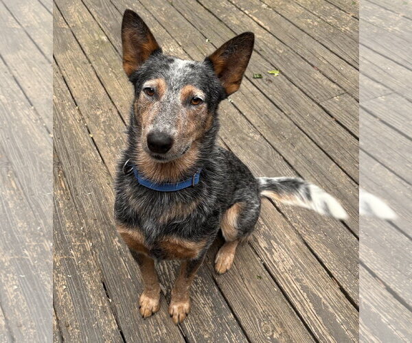 Medium Photo #4 Mutt Puppy For Sale in Garden City, NY, USA