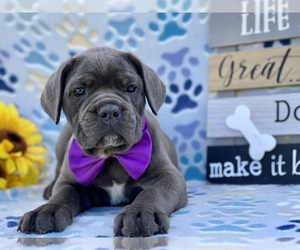 Cane Corso Puppy for sale in LANCASTER, PA, USA