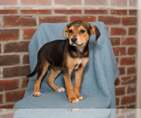 Medium Photo #2 Jack Russell Terrier-Unknown Mix Puppy For Sale in St. Louis Park, MN, USA