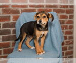 Small #1 Jack Russell Terrier Mix