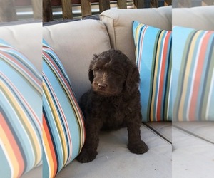 Australian Labradoodle Puppy for Sale in FAIRFIELD, California USA