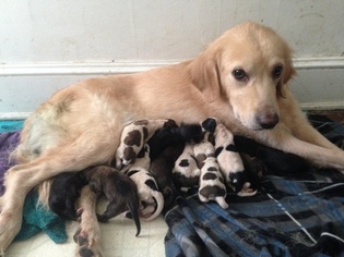 Mother of the Golden Retriever puppies born on 09/10/2016