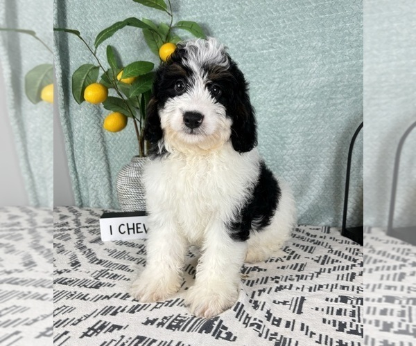 Medium Photo #4 Miniature Bernedoodle Puppy For Sale in FRANKLIN, IN, USA