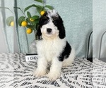 Small #3 Miniature Bernedoodle