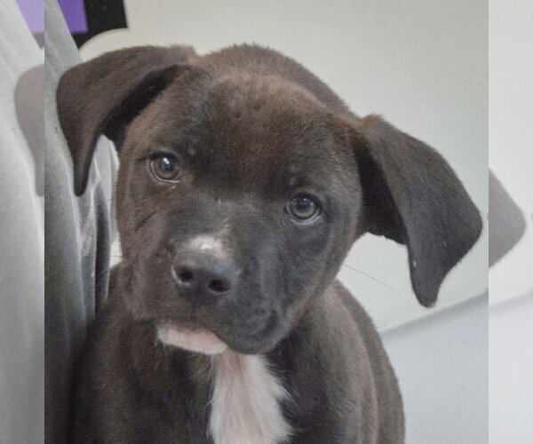 Medium Photo #6 Boxer-Unknown Mix Puppy For Sale in Huntley, IL, USA
