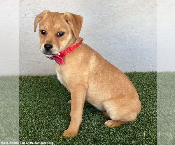 Medium Photo #6 Jug Puppy For Sale in San Diego, CA, USA