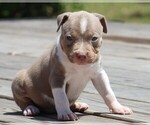 Small Photo #4 American Bully Puppy For Sale in CRESTVIEW, FL, USA