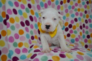 Dogo Argentino Puppy for sale in HONEY BROOK, PA, USA