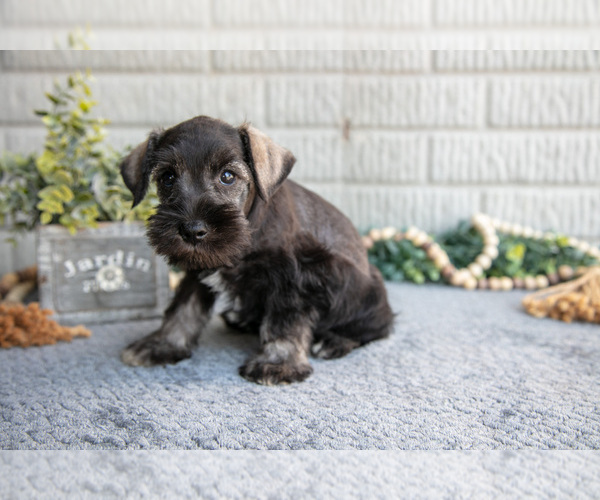 Medium Photo #10 Schnauzer (Miniature) Puppy For Sale in BALTIC, OH, USA