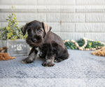 Small #2 Schnauzer (Miniature)