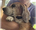 Small #2 Beagle