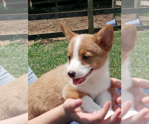 Pembroke Welsh Corgi Puppy for sale in SPOTSYLVANIA, VA, USA
