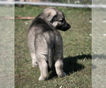 Small Photo #11 German Shepherd Dog Puppy For Sale in PALERMO, CA, USA