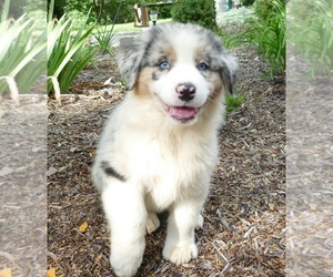 Australian Shepherd Puppy for sale in EDDYVILLE, KY, USA