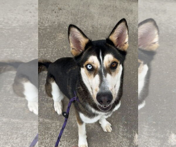 Medium Photo #6 Mutt Puppy For Sale in Rowlett, TX, USA