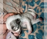 Small Photo #13 Pomeranian Puppy For Sale in HAYWARD, CA, USA