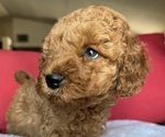 Small #9 Goldendoodle (Miniature)