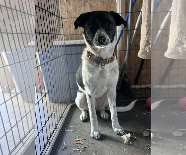 Medium Photo #3 Border Collie-Colonial Cocker Spaniel Mix Puppy For Sale in NEWPORT NH, NH, USA