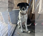 Small #2 Border Collie-Colonial Cocker Spaniel Mix
