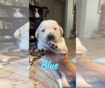 Puppy 8 Golden Labrador