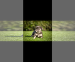 Small #3 French Bulldog