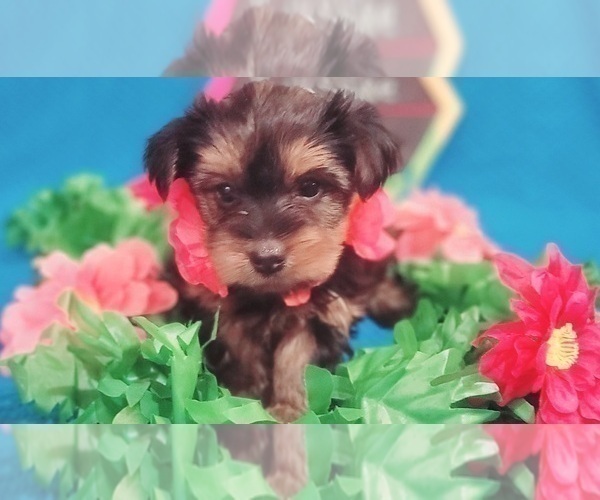 Medium Photo #7 Yorkshire Terrier Puppy For Sale in AKRON, OH, USA