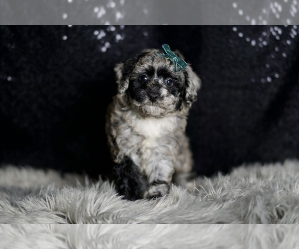 Medium Photo #5 Maltipoo Puppy For Sale in WARSAW, IN, USA