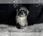 Small #4 Maltipoo