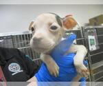 Small American Pit Bull Terrier Mix