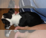 Small Photo #6 Boston Terrier Puppy For Sale in BEND, OR, USA