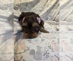 Small #8 Yorkshire Terrier