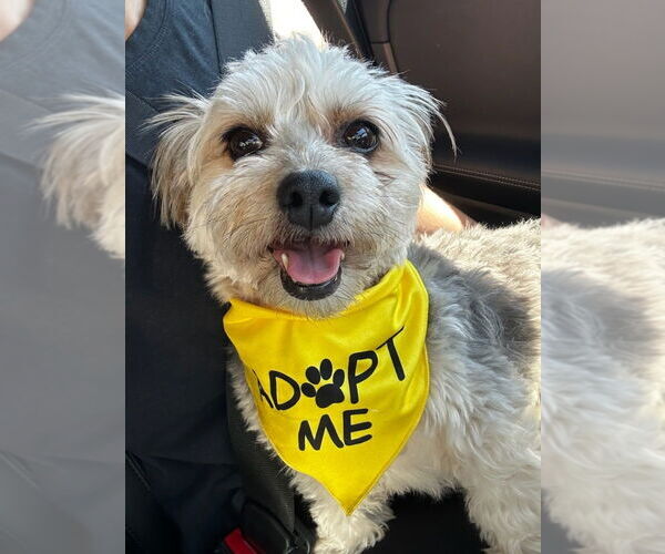 Medium Photo #13 Mal-Shi Puppy For Sale in W Hollywood, CA, USA