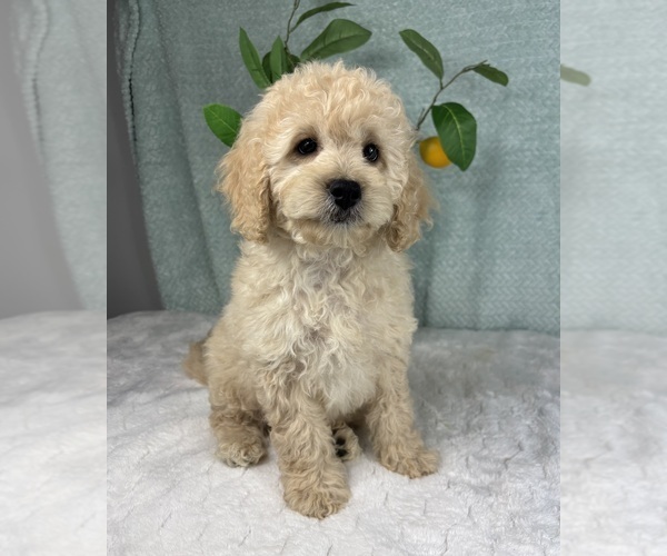 Medium Photo #5 Cavapoo Puppy For Sale in FRANKLIN, IN, USA